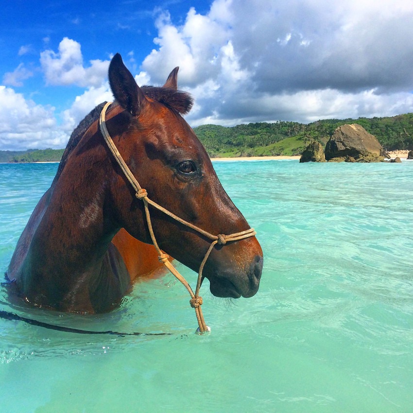 Sandalwood Pony of Sumba Island, Indonesia